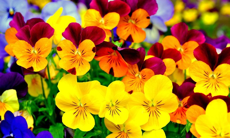 Обои цветы, лепестки, цветные, анютины глазки, flowers, petals, colored, pansy разрешение 2048x1371 Загрузить