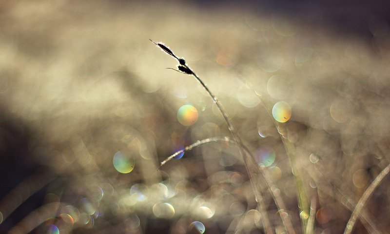 Обои свет, солнце, макро, блики, травинка, light, the sun, macro, glare, a blade of grass разрешение 1920x1080 Загрузить