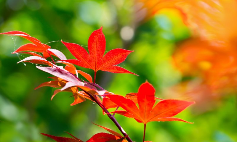 Обои ветка, листья, осень, клен, японский, branch, leaves, autumn, maple, japanese разрешение 2048x1365 Загрузить