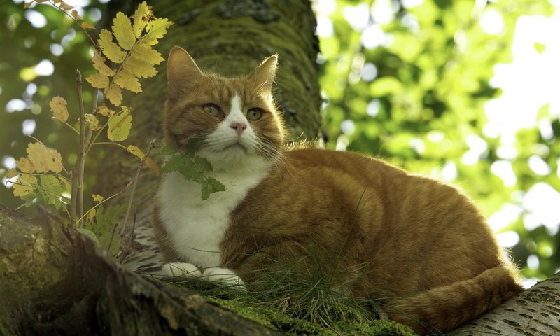 Обои природа, фон, кот, кошка, nature, background, cat разрешение 2560x1600 Загрузить