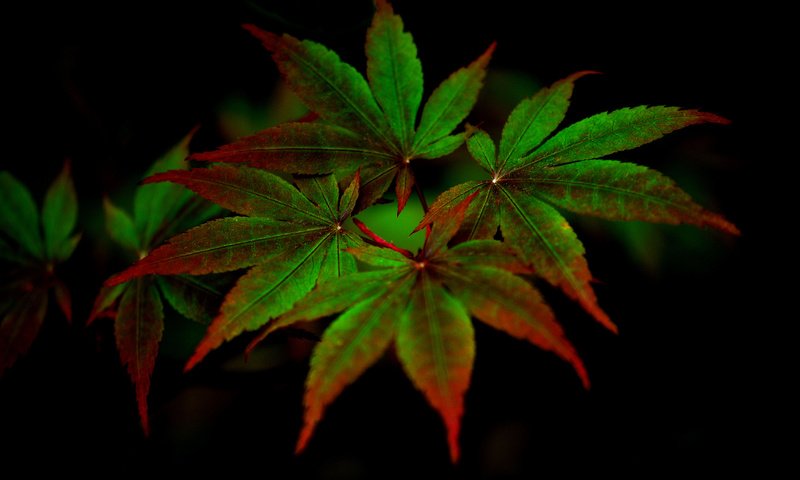 Обои листья, макро, растение, leaves, macro, plant разрешение 2880x1913 Загрузить