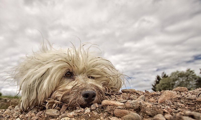 Обои собака, друг, белая, мохнатая, гаванский бишон, dog, each, white, hairy, the havanese разрешение 1920x1200 Загрузить