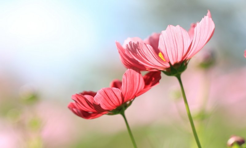 Обои цветы, фон, космея, flowers, background, kosmeya разрешение 2560x1600 Загрузить
