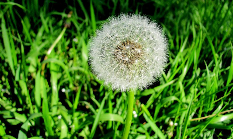 Обои трава, природа, зелень, цветок, одуванчик, grass, nature, greens, flower, dandelion разрешение 3648x2736 Загрузить