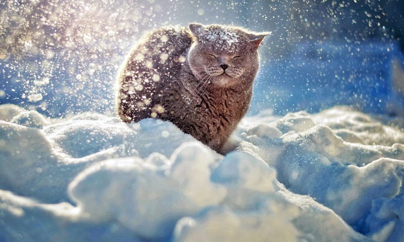 Обои снег, зима, мордочка, кошка, британец, snow, winter, muzzle, cat, british разрешение 1920x1200 Загрузить