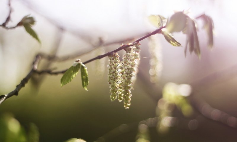 Обои ветка, природа, цветение, макро, весна, береза, сережки, branch, nature, flowering, macro, spring, birch, earrings разрешение 1920x1200 Загрузить