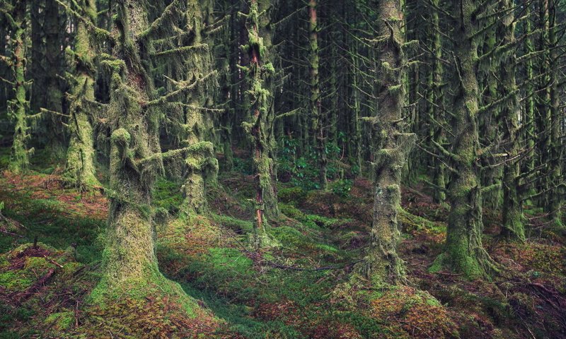 Обои деревья, природа, лес, мох, шотландия, trees, nature, forest, moss, scotland разрешение 1920x1200 Загрузить