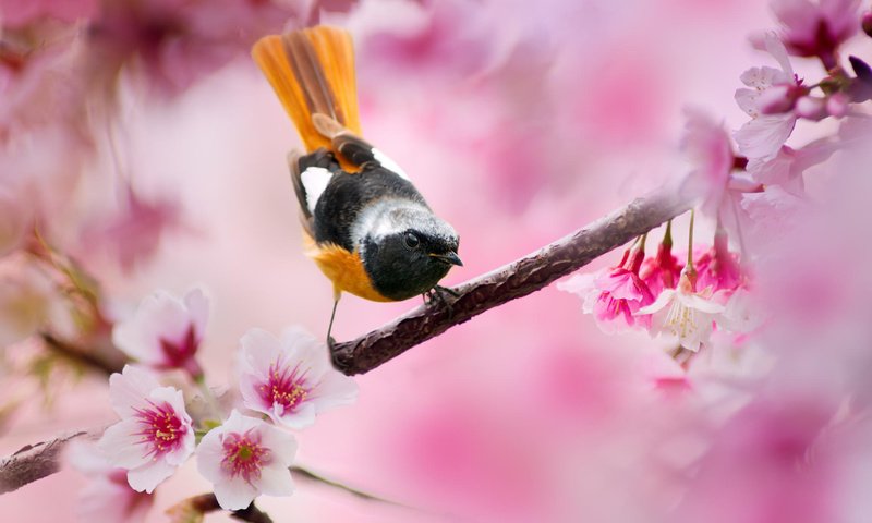 Обои дерево, птица, весна, вишня, горихвостка, tree, bird, spring, cherry, redstart разрешение 2048x1329 Загрузить