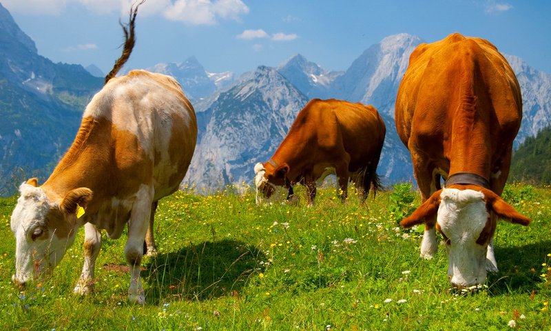 Обои небо, горы, природа, луг, коровы, the sky, mountains, nature, meadow, cows разрешение 1920x1080 Загрузить