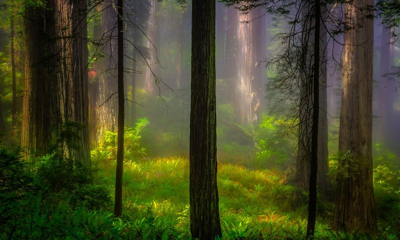 Обои лес, утро, калифорния, национальный парк, forest, morning, ca, national park разрешение 2048x1415 Загрузить