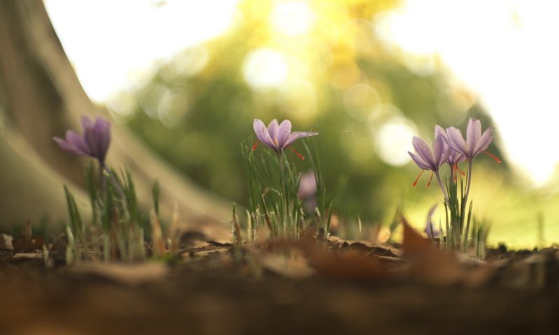 Обои цветы, природа, весна, flowers, nature, spring разрешение 2560x1600 Загрузить