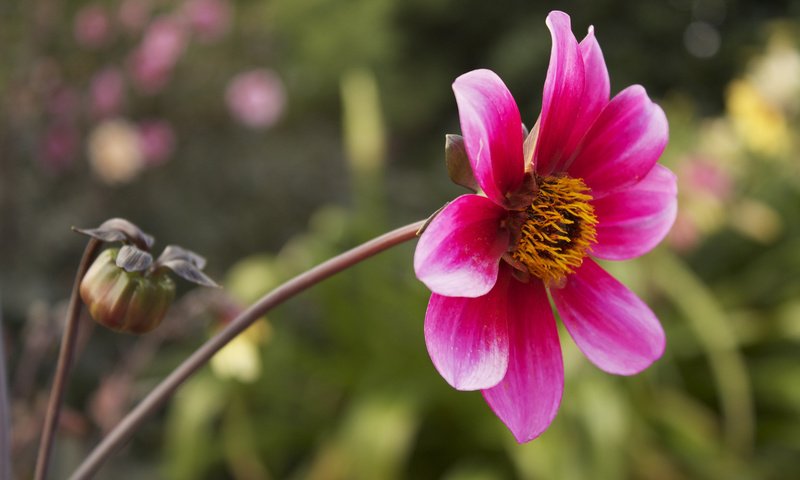 Обои цветок, размытость, бутон, розовый, георгин, flower, blur, bud, pink, dahlia разрешение 2048x1365 Загрузить