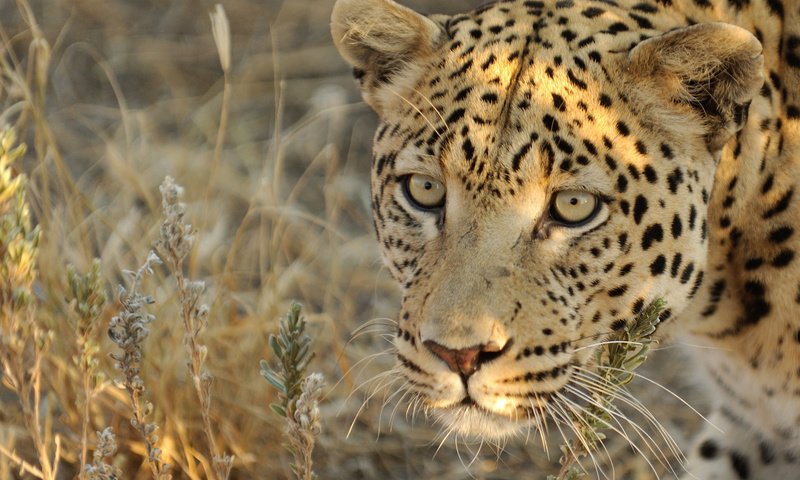 Обои морда, взгляд, леопард, хищник, face, look, leopard, predator разрешение 2048x1362 Загрузить