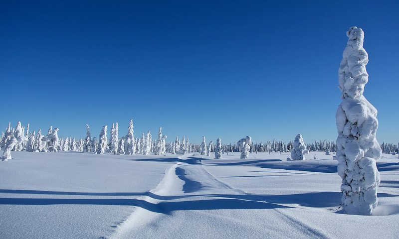 Обои деревья, снег, зима, сугробы, trees, snow, winter, the snow разрешение 1920x1177 Загрузить