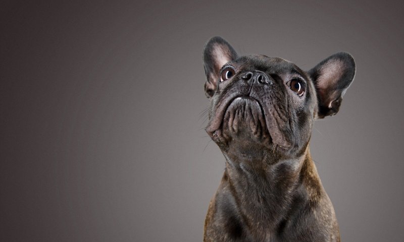 Обои взгляд, собака, друг, французский бульдог, look, dog, each, french bulldog разрешение 2560x1600 Загрузить