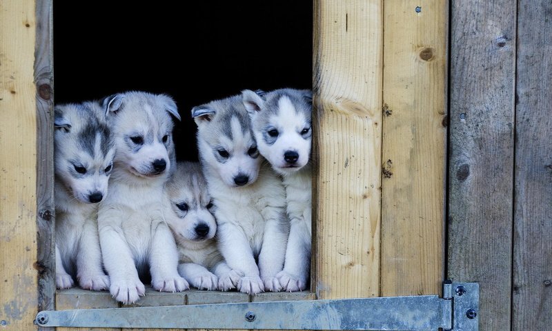 Обои хаски, щенки, будка, собаки, husky, puppies, booth, dogs разрешение 2048x1366 Загрузить