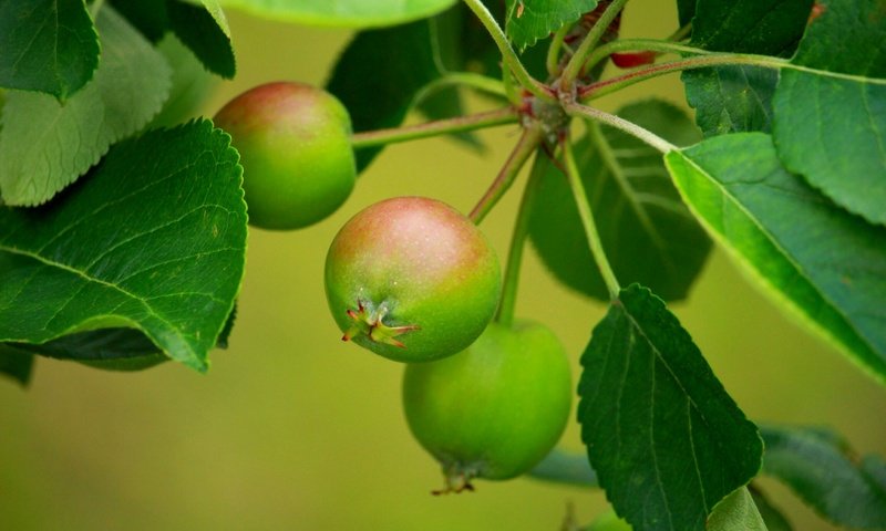 Обои листья, ветки, яблоки, размытость, листья.ветки, leaves, branches, apples, blur, leaves.branches разрешение 2304x1536 Загрузить