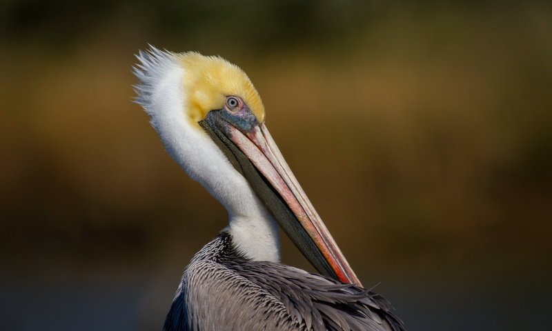 Обои птица, пеликан, bird, pelican разрешение 1920x1200 Загрузить