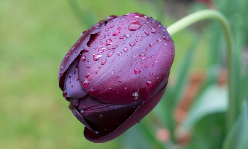 Обои цветок, капли, фиолетовый, тюльпан, flower, drops, purple, tulip разрешение 3018x1926 Загрузить