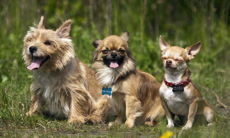 Обои природа, три, друзья, собаки, nature, three, friends, dogs разрешение 2560x1600 Загрузить