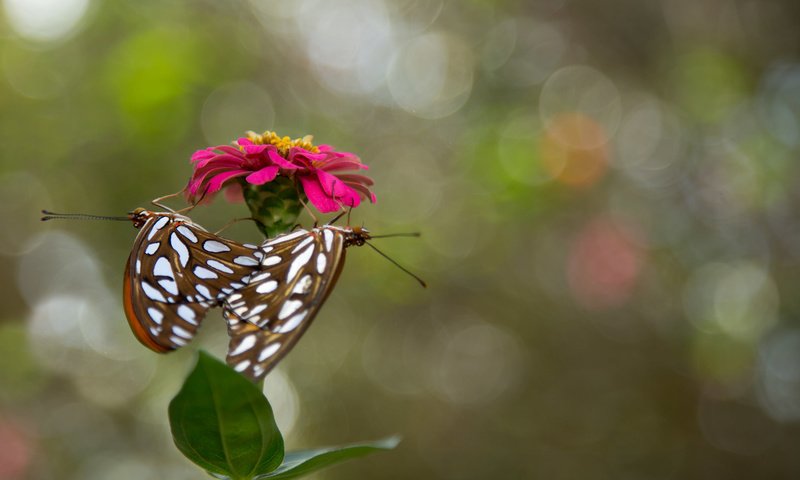 Обои цветок, насекомые, бабочки, flower, insects, butterfly разрешение 2048x1365 Загрузить