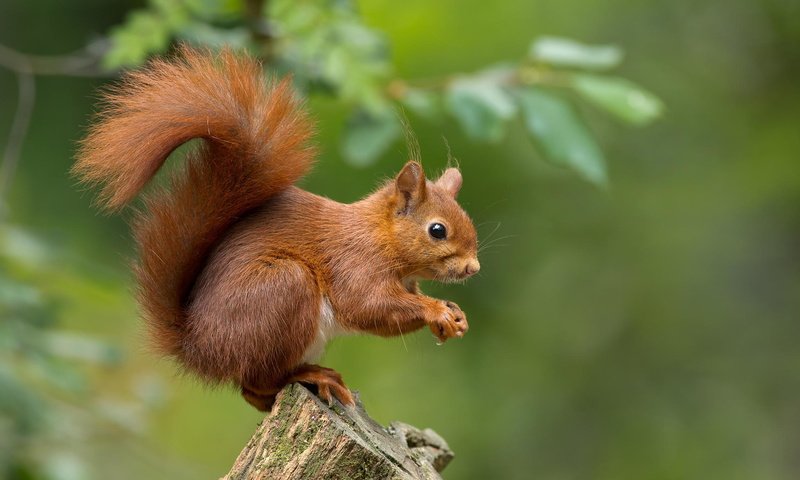 Обои природа, животное, белка, зверек, пенек, белочка, грызун, nature, animal, protein, stump, squirrel, rodent разрешение 2048x1317 Загрузить