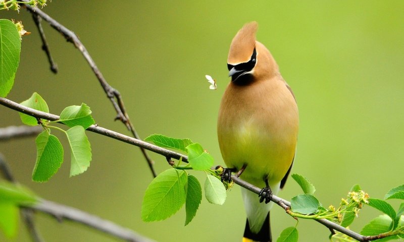 Обои ветка, птица, свиристель, мошка, branch, bird, the waxwing, midge разрешение 1920x1080 Загрузить