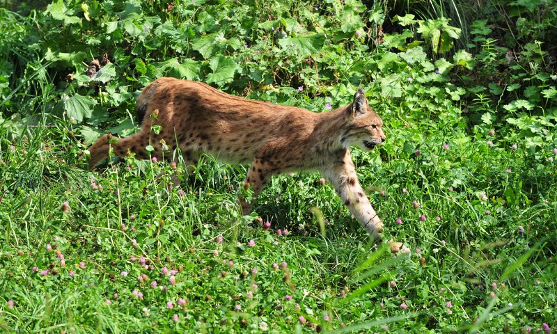 Обои природа, рысь, хищник, nature, lynx, predator разрешение 4288x2848 Загрузить