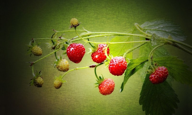 Обои ягода, клубника, земляника, berry, strawberry, strawberries разрешение 1920x1200 Загрузить