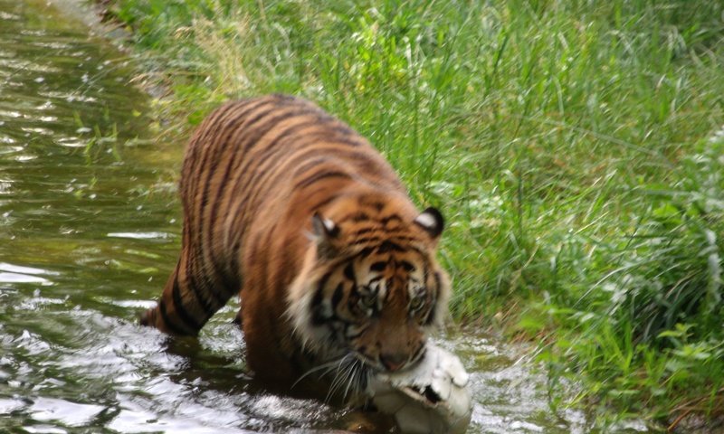 Обои тигр, хищник, германия, зоопарк, augsburg, tiger, predator, germany, zoo разрешение 1920x1440 Загрузить