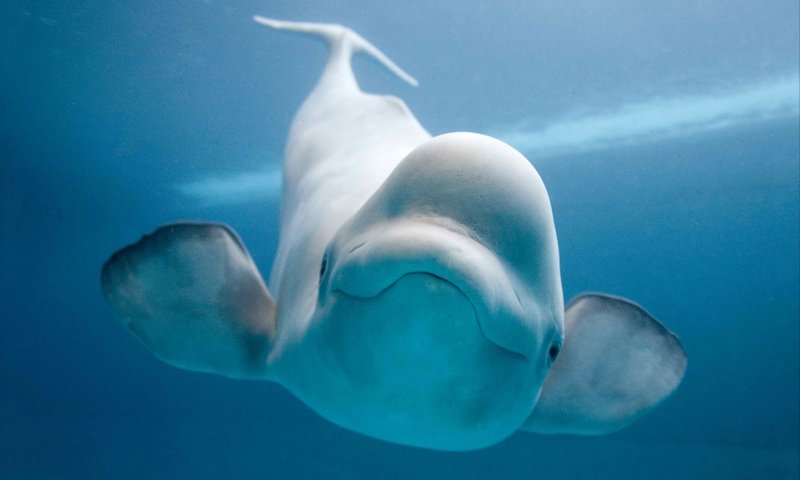 Обои улыбка, подводный мир, белуга, белый кит, белуха, smile, underwater world, beluga, white whale разрешение 1920x1200 Загрузить