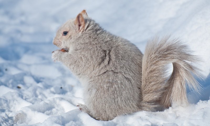 Обои снег, зима, белка, зверек, белочка, грызун, snow, winter, protein, animal, squirrel, rodent разрешение 2048x1280 Загрузить