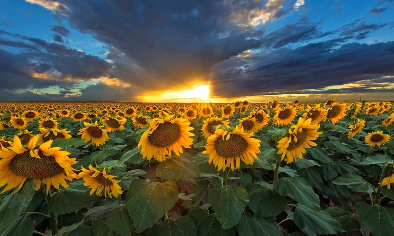 Обои небо, природа, закат, тучи, подсолнухи, the sky, nature, sunset, clouds, sunflowers разрешение 2048x1366 Загрузить