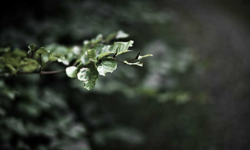 Обои ветка, природа, листья, размытость, branch, nature, leaves, blur разрешение 1920x1200 Загрузить