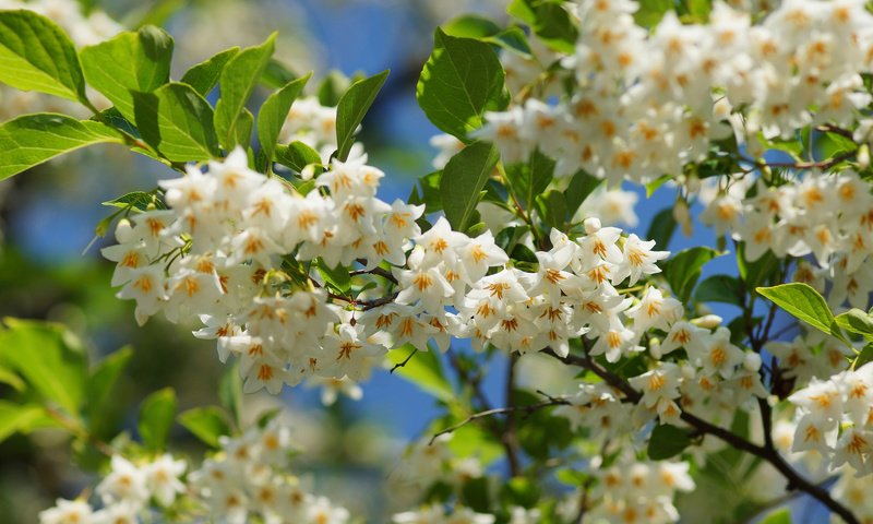 Обои природа, цветение, ветки, весна, nature, flowering, branches, spring разрешение 2048x1365 Загрузить