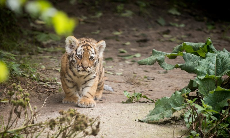 Обои тигр, тигренок, детеныш, амурский, tiger, cub, amur разрешение 4729x3153 Загрузить