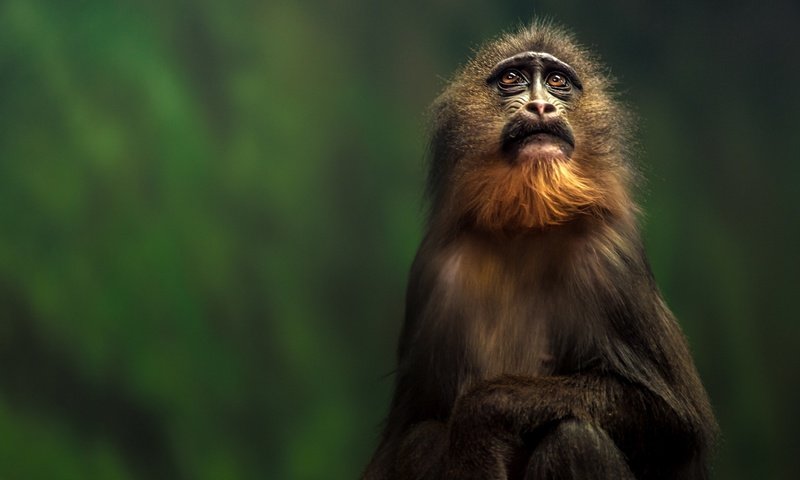 Обои взгляд, обезьяна, тамарин, look, monkey, tamarin разрешение 2048x1363 Загрузить