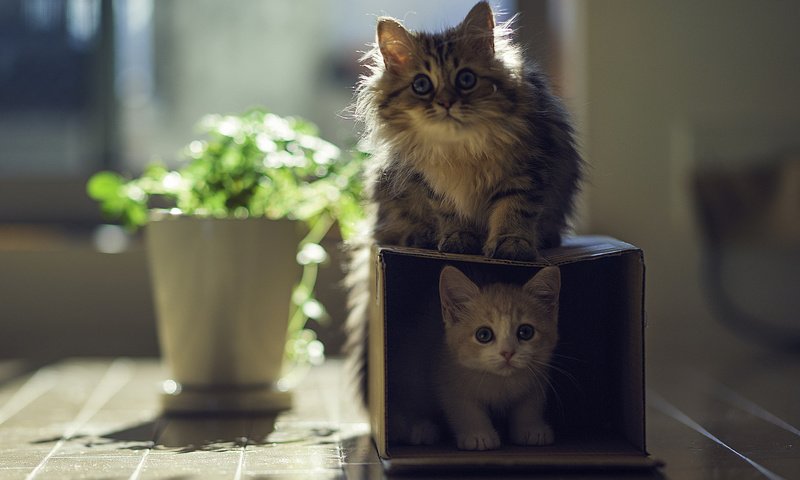 Обои котята, коробка, играют, kittens, box, play разрешение 1920x1200 Загрузить