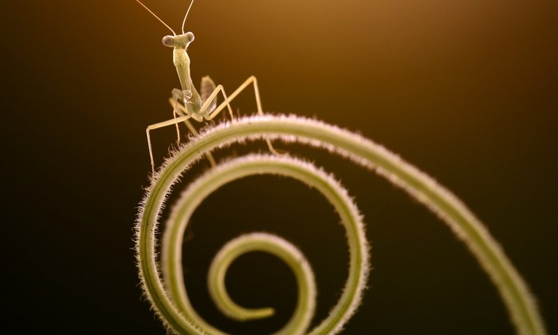 Обои макро, насекомые, растение, стебель, богомол, macro, insects, plant, stem, mantis разрешение 1987x1678 Загрузить