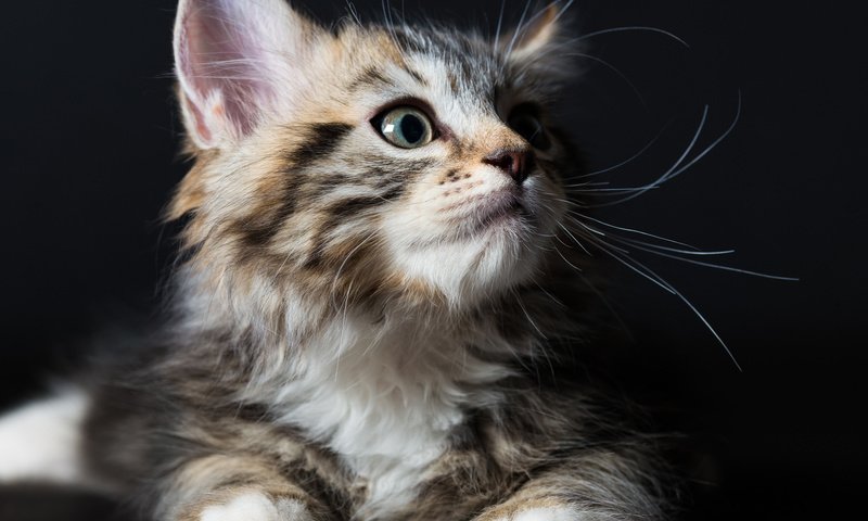 Обои глаза, фон, взгляд, котенок, eyes, background, look, kitty разрешение 2048x1367 Загрузить
