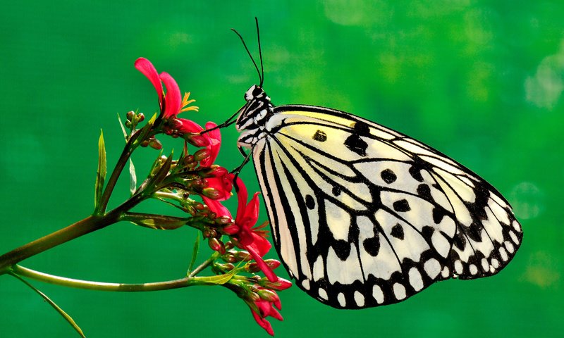 Обои природа, насекомое, цветок, бабочка, насекомые, растение, nature, insect, flower, butterfly, insects, plant разрешение 3200x2125 Загрузить