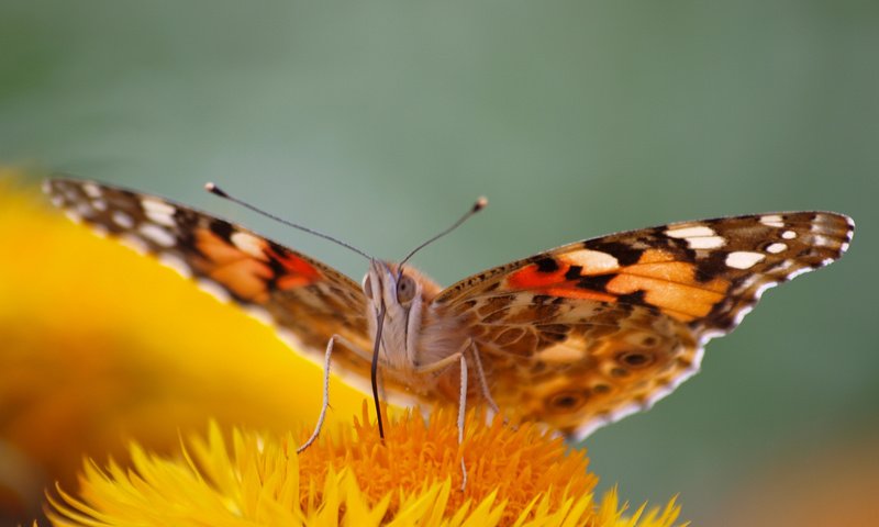 Обои цветок, бабочка, насекомые, flower, butterfly, insects разрешение 2048x1536 Загрузить