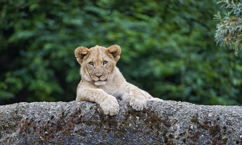 Обои лев, львёнок, детеныш, leo, lion, cub разрешение 1920x1278 Загрузить