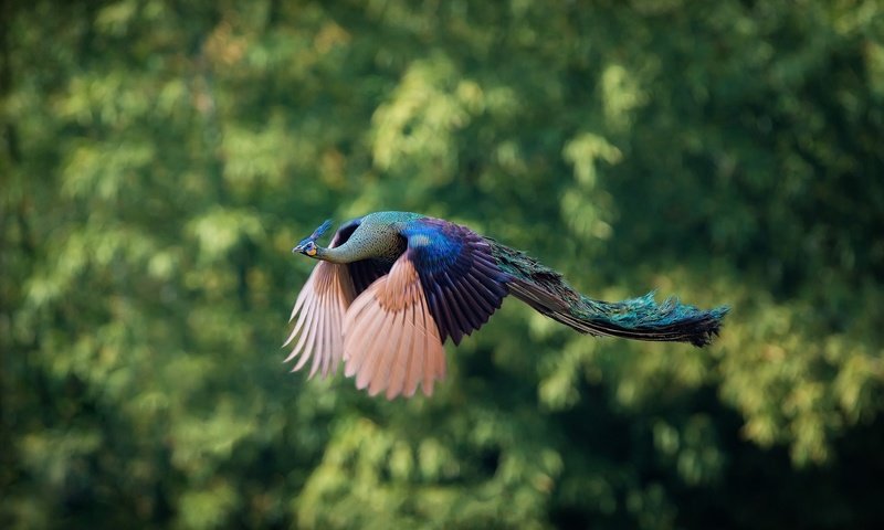 Обои природа, фон, полет, птицы, павлин, nature, background, flight, birds, peacock разрешение 2000x1319 Загрузить