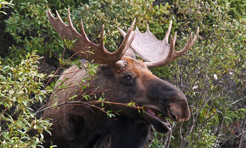 Обои природа, листья, кусты, рога, лось, nature, leaves, the bushes, horns, moose разрешение 2048x1367 Загрузить