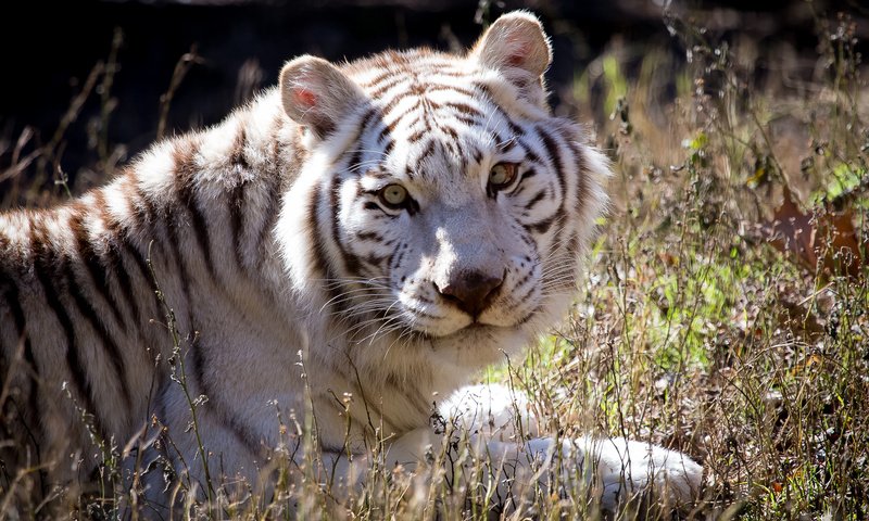 Обои тигр, взгляд, белый, хищник, tiger, look, white, predator разрешение 2500x1667 Загрузить