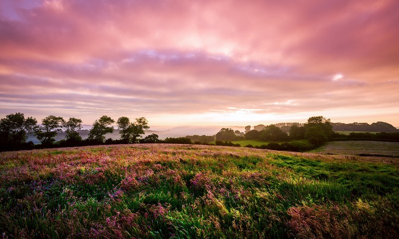 Обои цветы, пейзаж, поле, луг, англия, flowers, landscape, field, meadow, england разрешение 1920x1200 Загрузить