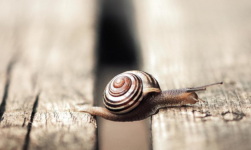 Обои доски, улитка, раковина, брюхоногий моллюск, board, snail, sink разрешение 2048x1199 Загрузить