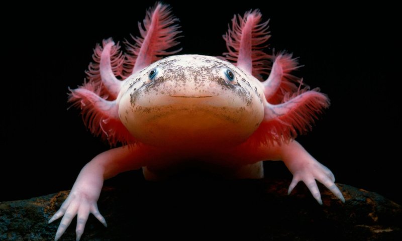 Обои саламандра, мексиканская, аксолотль, амфибия, salamander, mexican, the axolotl, amphibian разрешение 3086x1893 Загрузить