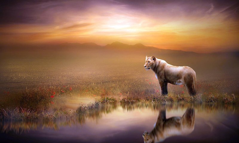 Обои закат, отражение, львица, sunset, reflection, lioness разрешение 2048x1365 Загрузить